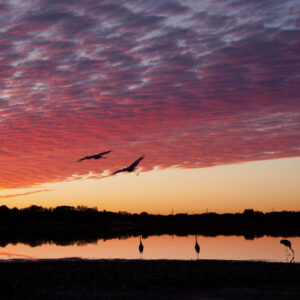 Sandhill Cranes at Sunset