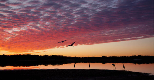 Sandhill Cranes at Sunset